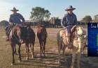 LOS EQUINOS QUE DEAMBULABAN POR LA VIA PUBLICA FUERON INCAUTADOS
