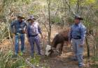 TRAS RASTRILLAJES RECUPERAN UN ANIMAL BOVINO