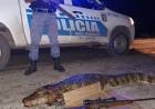 TRANSPORTABAN UN YACARE OVERO SIN VIDA Y DOS MUSLO DE ÑANDU