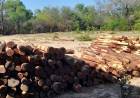 BOSQUES SECUESTRÓ 350 POSTES DE QUEBRACHO COLORADO