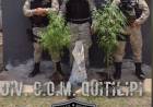 TRANSPORTABA DOS PLANTAS DE MARIHUANA Y FUE DETENIDO POR MOTORISTAS