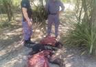 OPERATIVO DE PREVENCIÓN TERMINA CON EL SECUESTRO DE CARNE DE DUDOSA PROCEDENCIA