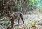 REALIZAN EL MAYOR RELEVAMIENTO POBLACIONAL DEL OCELOTE EN LA SELVA MISIONERA