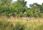 PALOMAS Y COTORRAS, UNA SERIA AMENAZA PARA LOS LOTES DE SOJA PRIMAVERA