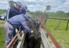 VILLA ÁNGELA: RECUPERAN VACAS ROBADAS EN COLONIA LA VIRUELA