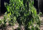 HALLARON UNA PLANTACIÓN DE MARIHUANA EN UN MONTE