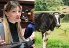 UNA DIPUTADA KIRCHNERISTA QUIERE COBRAR IMPUESTO A LOS FLATOS Y ERUCTOS DE LAS VACAS