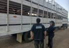 FIN DE SEMANA: INCAUTARON ARMA DE FUEGO, ARMA BLANCA Y SECUESTRARON AVES SILVESTRES