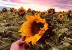 UNA PRODUCTORA DE VILLA ÁNGELA GANÓ EL CERTAMEN DEL PRIMER LOTE DE GIRASOL