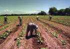 FIJAN NUEVAS REMUNERACIONES PARA TRABAJADORES AGRARIOS DE MENDOZA Y SAN JUAN