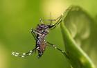 DENGUE: ASÍ ESTÁ LA SITUACIÓN EPIDEMIOLÓGICA EN EL PAÍS
