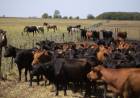 LA EXPORTACIÓN DE CARNE ABSORBE MÁS DE LA MITAD DEL GANADO CRIADO EN CORRALES