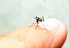 SALUD CONFIRMÓ QUE CHACO NO REGISTRA CASOS DE DENGUE Y PIDIÓ PREVENCIÓN
