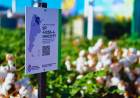 ALGODÓN: PRESENTAN LOGRO TECNOLÓGICO CON VARIEDAD RESISTENTE AL ESTRÉS HÍDRICO