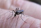 SE NOTIFICARON 258 CASOS NUEVOS DE FIEBRE CHIKUNGUNYA