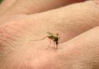 HUBO UN DESCENSO PROGRESIVO EN LOS CASOS DE FIEBRE CHIKUNGUNYA