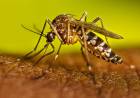 DESCENDIERON LOS CASOS DE FIEBRE CHIKUNGUNYA, PERO SE CONFIRMARON TRES DE DENGUE