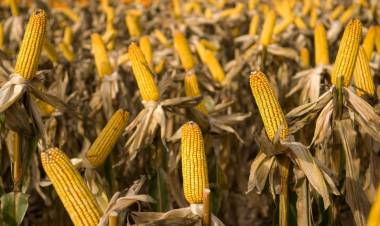 LOS PRODUCTORES AGROPECUARIOS APOYAN A MILEI PESE A QUE PIERDEN
