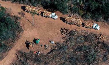 LOS NEGOCIOS AGROPECUARIOS ARRASAN EL SEGUNDO PULMÓN VERDE DE SUDAMÉRICA