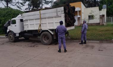 SECUESTRAN CAMIÓN CON MADERA ILEGAL EN COLONIAS UNIDAS