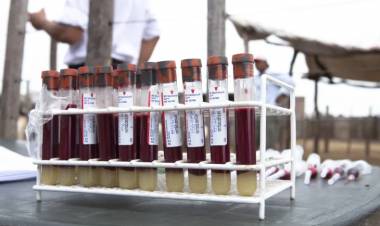 LABORATORIO RESISTENCIA DIAGNOSTICA ANEMIA INFECCIOSA EQUINA Y BRUCELOSIS BOVINA