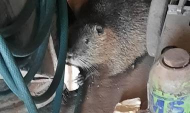 ANIMAL SILVESTRE RESCATADO Y LIBERADO A SU HABITAD