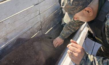 SECUESTRAN VACUNOS POR INFRACCIÓN DE LA LEY DE MARCA