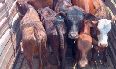 TRANSPORTABA ANIMALES VACUNOS SIN LA DOCUMENTACIÓN CORRESPONDIENTE
