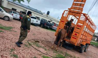 RURALES SECUESTRARON TRES EQUINOS SUELTOS EN LA VÍA PÚBLICA