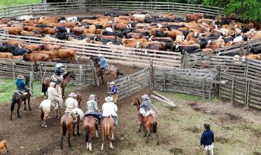 RECUPERARON 44 VACUNOS VALUADOS EN MAS DE 60 MILLONES DE PESOS