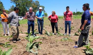 GRAL. SAN MARTÍN: PRODUCCIÓN EVALÚA DAÑOS POR GRANIZO EN CULTIVOS E INFRAESTRUCTURA
