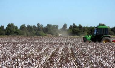 CAMPAÑA ALGODONERA: MÁS DE 415 MILLONES RECIBIERON ESTE MARTES LOS PRODUCTORES