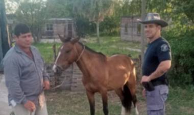 CINCO EQUINOS SECUESTRADOS Y UN DETENIDO POR ABIGEATO
