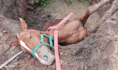 VILLA ÁNGELA: BOMBEROS RESCATAN A UN CABALLO DE UN POZO CIEGO