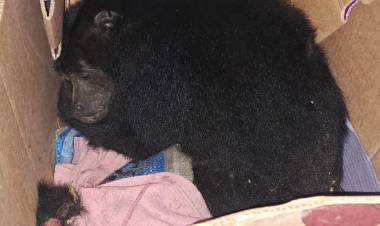 UN MONO SE ELECTROCUTÓ Y AHORA ESTÁ AL CUIDADO DE ESPACIALISTAS
