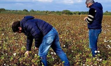 AHORA MÁS CAMPO: EL GOBIERNO PROVINCIAL HACE UN SEGUIMIENTO Y VERIFICA LOTES DE ALGODONEROS ASISTIDOS