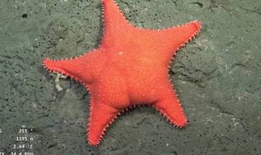 EMPEZÓ LA NUEVA EXPEDICIÓN CIENTÍFICA FRENTE A LAS COSTAS DEL URUGUAY, CON UNA TRANSMISIÓN EN VIVO