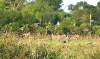 PALOMAS Y COTORRAS, UNA SERIA AMENAZA PARA LOS LOTES DE SOJA PRIMAVERA