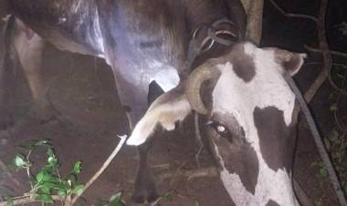 RECUPERARON UNA VACA EN COLONIA ABORIGEN