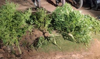 EN DOS PROCEDIMIENTOS SECUESTRARON ARMAS Y PLANTAS DE MARIHUANA