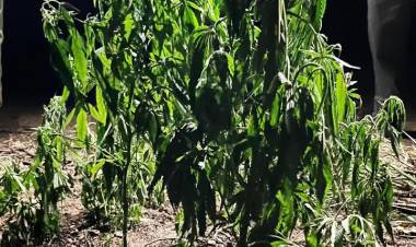 HALLARON UNA PLANTACIÓN DE MARIHUANA EN UN MONTE