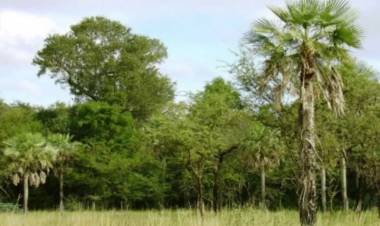 FORESTALES: "ES SOLO UN ARMA JUDICIAL PARA IMPEDIR EL DESARROLLO DE PROYECTOS PRODUCTIVOS"