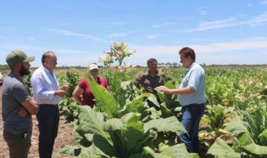 DUDIK DESTACÓ EL BUEN PRESENTE DE LA PRODUCCIÓN TABACALERA