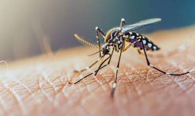 DENGUE: LAS RECOMENDACIONES DEL MINISTERIO DE SALUD PARA PREVENIR EL CONTAGIO