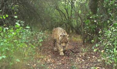 A DOS MESES DE SU DESAPARICIÓN: EL MISTERIO DE LA YAGUARETÉ ACAÍ