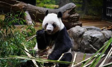 PARTIERON HACIA CHINA LOS ÚLTIMOS DOS PANDAS QUE ESTABAN EN JAPÓN