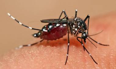 PIDEN EXTREMAR CUIDADOS Y REFORZAR ACCIONES CONTRA EL DENGUE