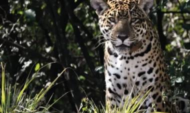 EL YAGUARETÉ VUELVE A LATIR EN EL IMPENETRABLE