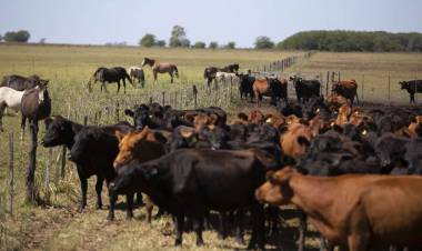 LA EXPORTACIÓN DE CARNE ABSORBE MÁS DE LA MITAD DEL GANADO CRIADO EN CORRALES