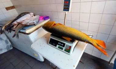 ELEGIR ENTRE LA FE Y EL BOLSILLO: EL PRECIO DEL SURUBÍ SUBE Y NO SE DETIENE